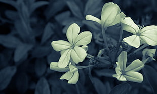 photography of beige petaled flowers, flowers, nature, macro, plants