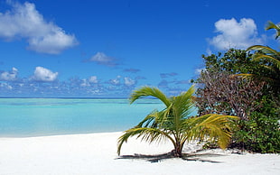 palm tree on a white sand beach during day time