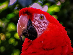 shallow focus of red scarlet macaw