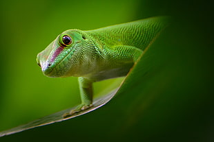 green lizard close up photography HD wallpaper