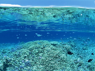 water, sea, coral, underwater HD wallpaper
