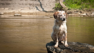long-coated white-and-brown dog, dog, river, Australian Shepherd, wet