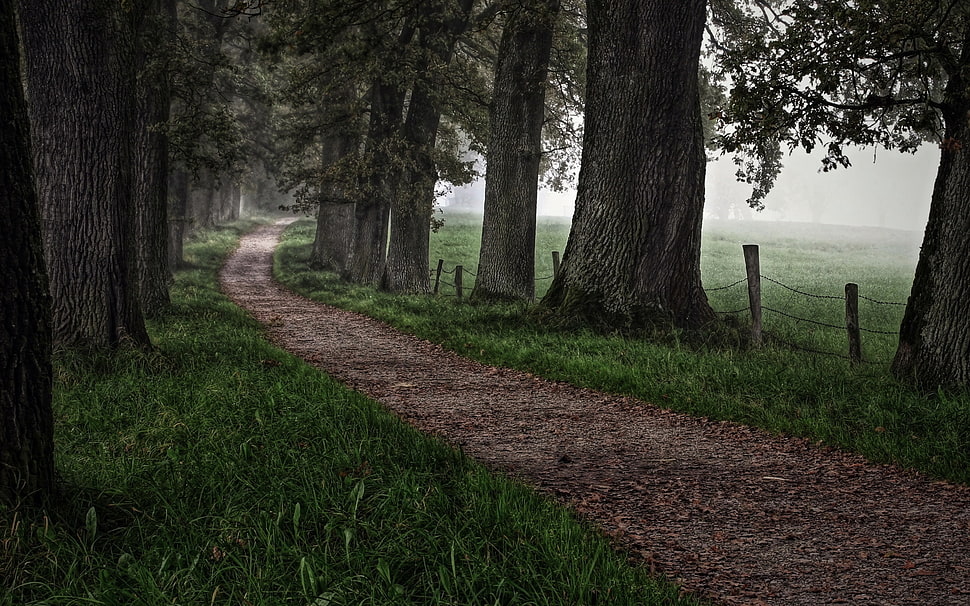 woodland stream HD wallpaper