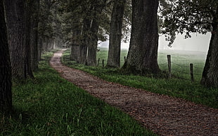 woodland stream HD wallpaper