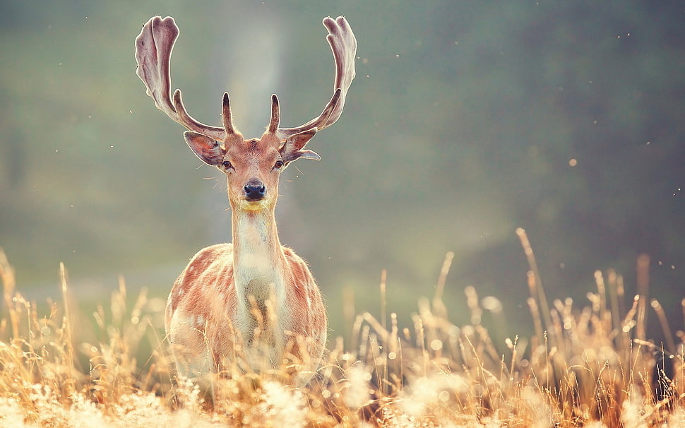 two white and brown rooster, animals, deer HD wallpaper