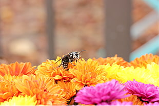 black and white winged insect and orange chrysanthemum flowers