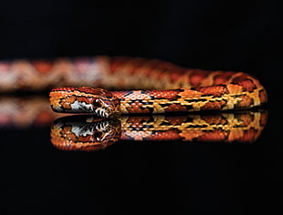 brown and red snake, animals, snake, black background, reflection