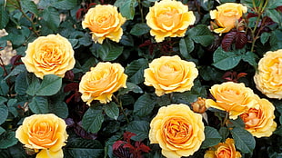 yellow Roses HD wallpaper