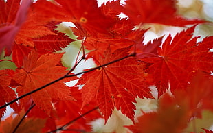 Leaves,  Autumn,  Dry,  Maple HD wallpaper