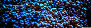 pink corals, nature, sea anemones, underwater HD wallpaper