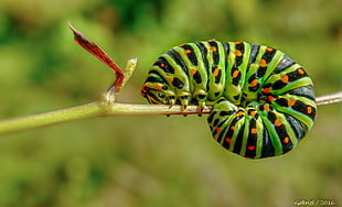 green and black caterpillar photography