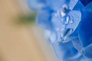 water dew on blue petal close up photo HD wallpaper