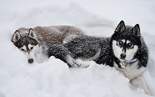 two black and brown Siberian Huskies, dog, Siberian Husky , snow, animals HD wallpaper