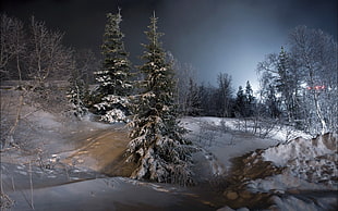 snow-covered fir trees, night, landscape, trees, snow
