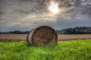 haystack on green grasses