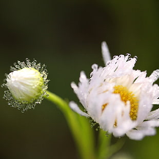 close up photo of white petaled flowers