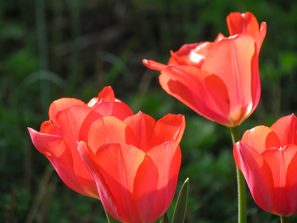 macro photography of orange petaled flowers, tulips HD wallpaper