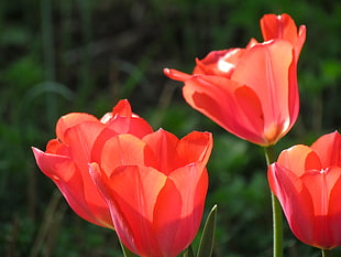 macro photography of orange petaled flowers, tulips