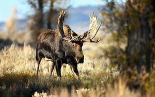 brown moose HD wallpaper