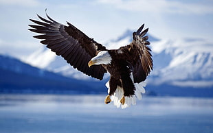 black and white Eagle, bald eagle