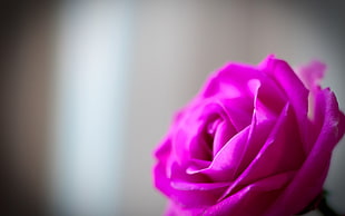 pink rose, rose, pink roses