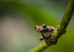 brown frog on green branch