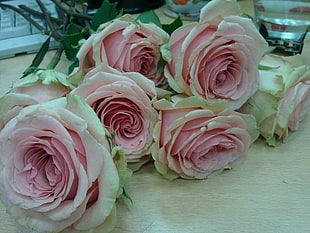 bouquet of pink rose HD wallpaper
