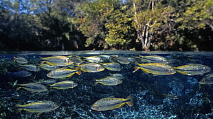 school of silver-and-yellow fish, fish, animals, wildlife, river