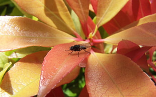 black flies on red leaves