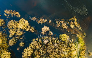 aerial photography of trees, nature, trees, water, aerial view