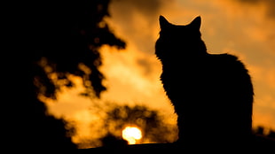 silhouette of cat, cat, silhouette, animals, pet HD wallpaper