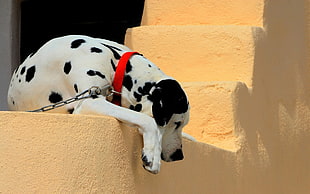 Dalmatian dog lying on the brown concrete surface