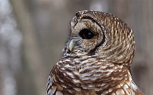 macro photography of brown owl
