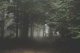 photography of foggy forest HD wallpaper