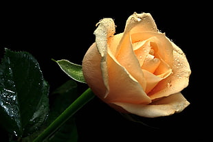 orange rose macro photography
