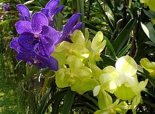 photography of purple-and-yellow orchids