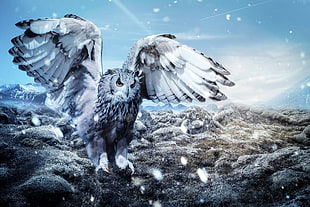 animated illustration of gray-and-white owl