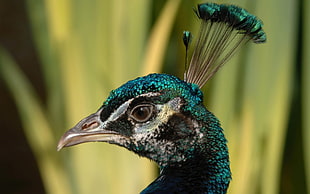 close up photography of peacock head