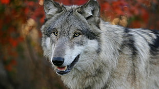 gray and black wolf HD wallpaper