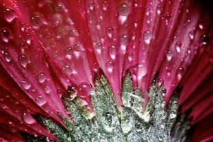 macro photography of water droplets on pink flower
