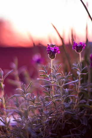 micro lens photography of purple flowers