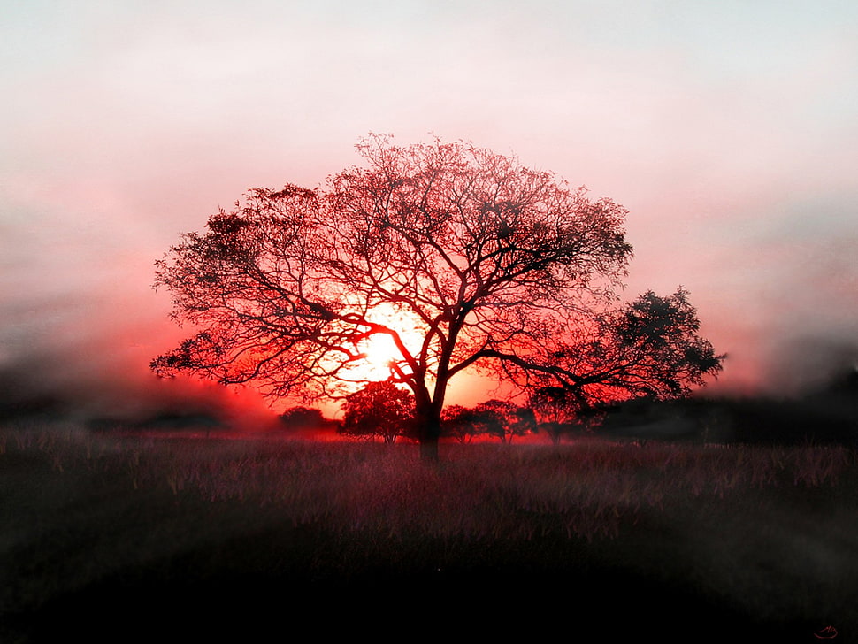 silhouette of tree, landscape, sunset, trees HD wallpaper