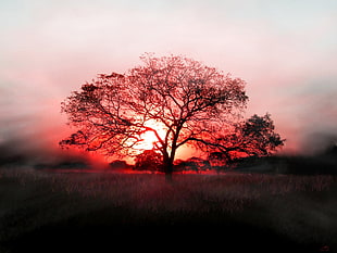 silhouette of tree, landscape, sunset, trees