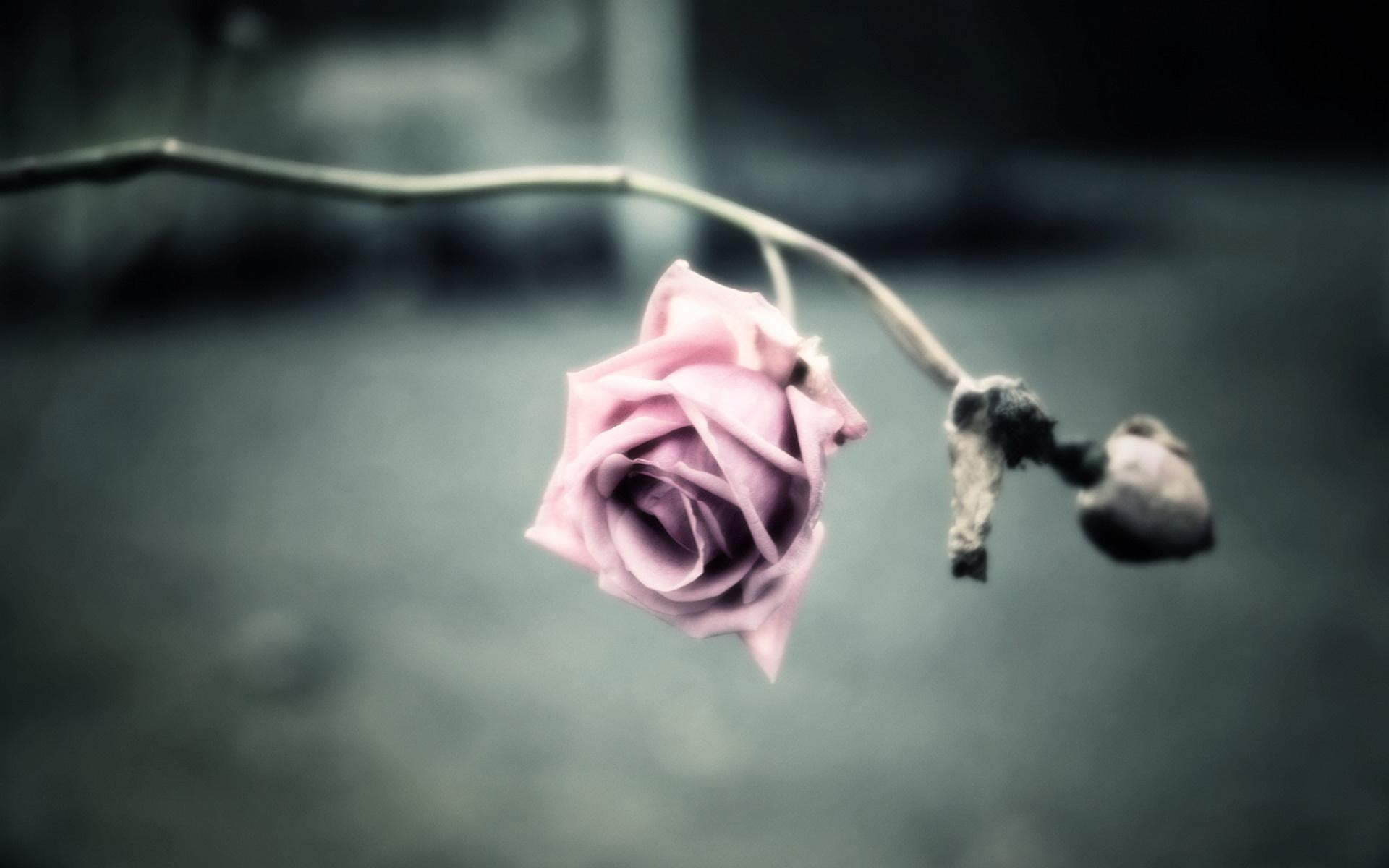 pink Rose flower in bloom close-up photo