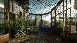 brown and green plant garden, abandoned, greenhouse