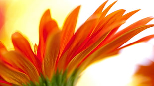 orange petaled flower, flowers, orange flowers, plants HD wallpaper