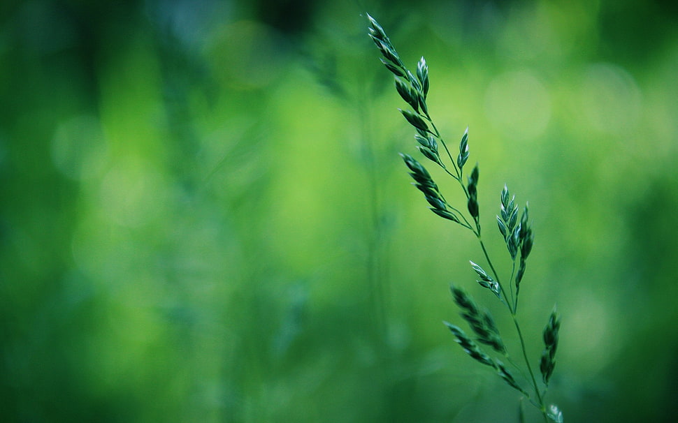 green leaf grass HD wallpaper