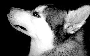 Dog,  Muzzle,  Eyes,  Profile HD wallpaper