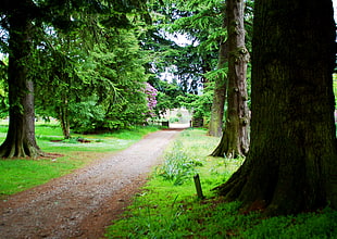 green leaf tree near brown fence
