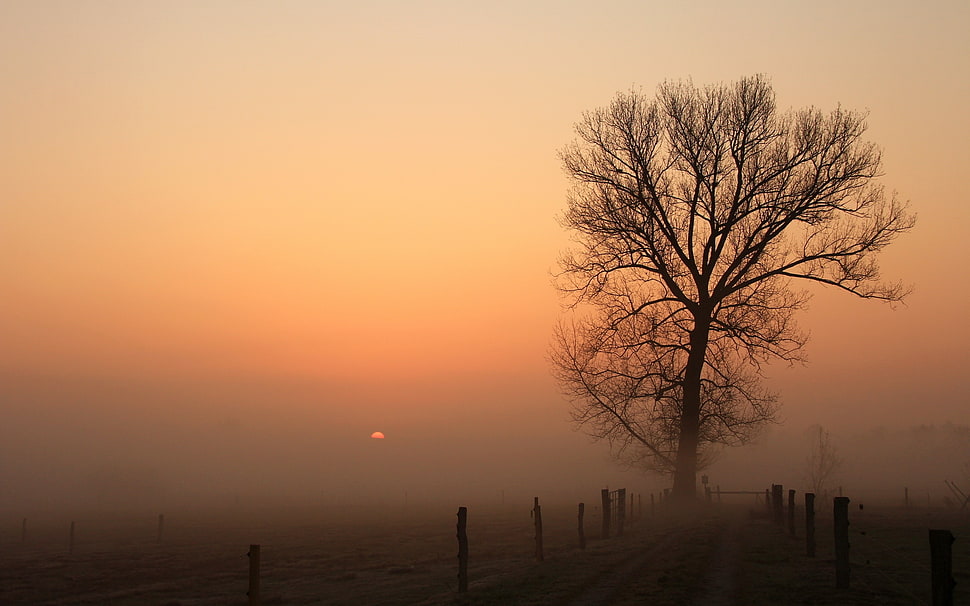 leafless tree beside fence HD wallpaper